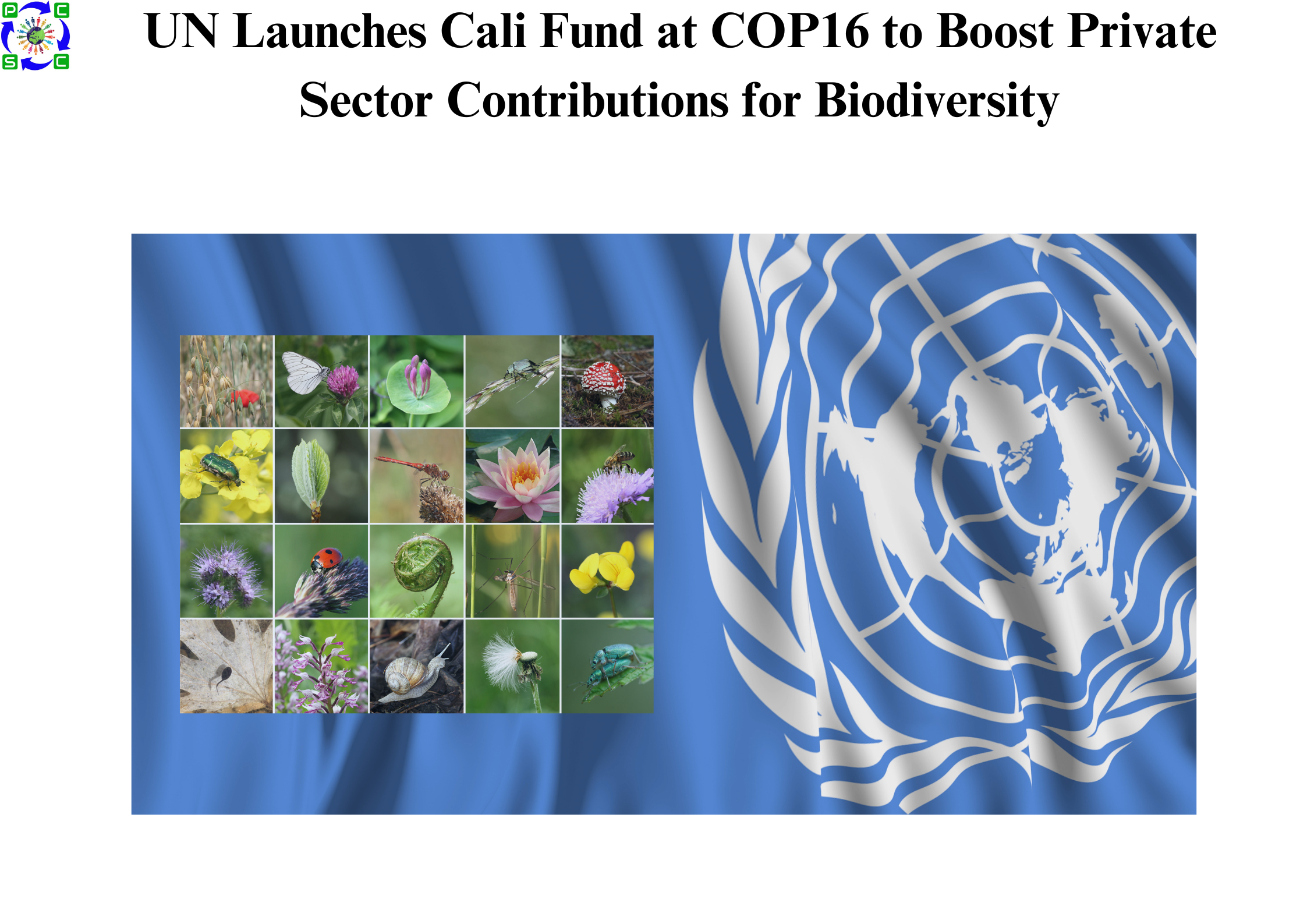 UN Launches Cali Fund at COP16 to Boost Private Sector Contributions for Biodiversity
